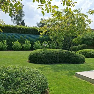 tuinarchitect-tuinarchitectuur-tuinen-tuinontwerp-snoeivorm