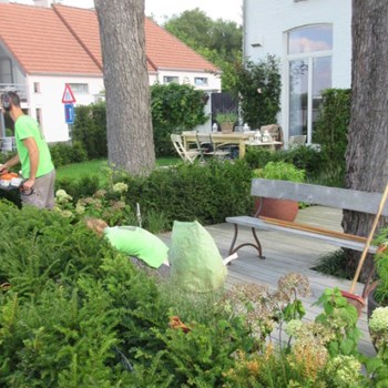 Tuinonderhoud snoei vormsnoei 
